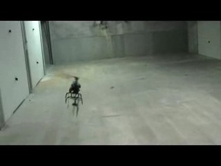 Honey bee fp premier vol