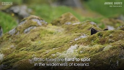 Arctic Fox Cubs Emerge from the Den - First Year on Earth - Animal Planet
