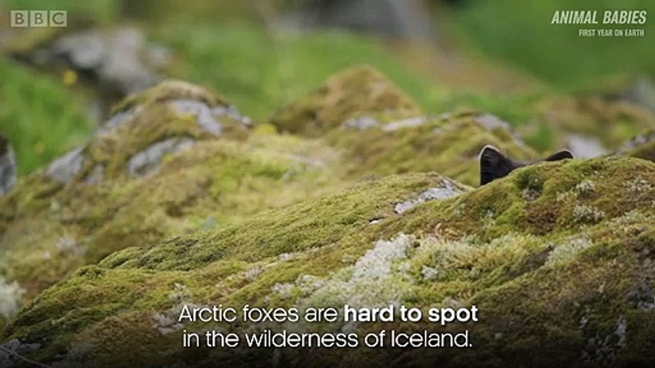 Arctic Fox Cubs Emerge from the Den - First Year on Earth - Animal Planet