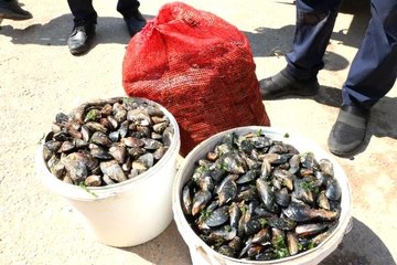 Antalya'da, sağlıksız 1 ton 180 kilo midye dolmaya el konuldu