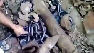 Harvesting Snake in snake farm