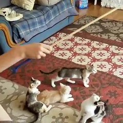 Rendez fous vos chats.. avec une ficelle !