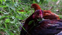 COUNTRY CHICKEN FRY !!! Classic Fry prepared by my Daddy ARUMUGAM - Village food factory