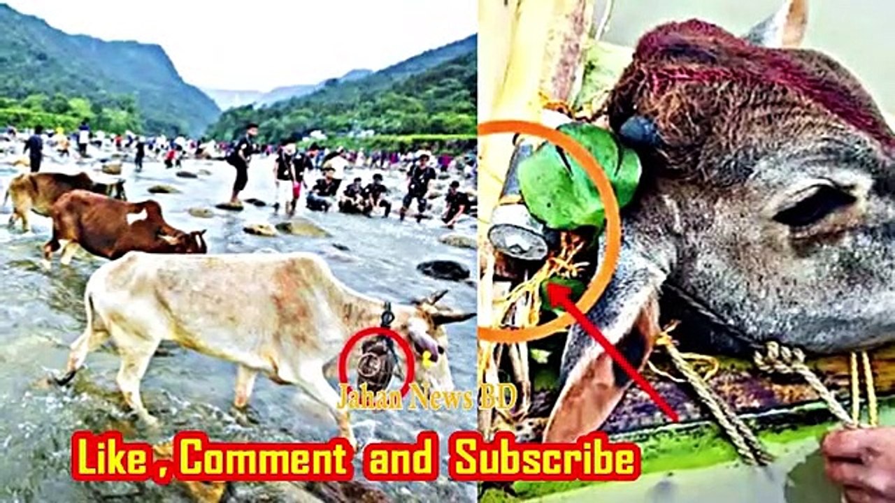 গলায় একি বেঁধে বাংলাদেশে ঢুকছে ভারতীয় গরু ! দেখুন ম্যাজিস্ট্রেটকে কল দিয়ে যেভাবে লাভবান আফতাব উদ্দিন