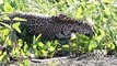 Un jaguar en pleine chasse au crocodile... Impressionnant