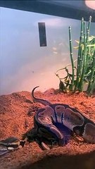 Oui, les serpents ont aussi des gaz