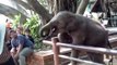 Ce petit éléphanteau est très joueur avec les touristes... Adorable