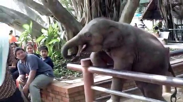 Ce petit éléphanteau est très joueur avec les touristes... Adorable