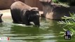 49-Year-Old Elephant Uses Trunk As Snorkel To Take Aquatic Nap