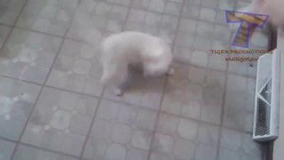 The Best Videos of Funny Cats - Funny Animals | 2