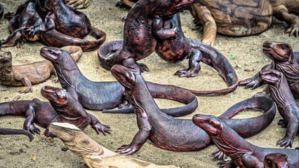 La Isla de Komodo será solo de sus Dragones