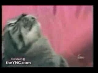 Le chat qui parle!!!