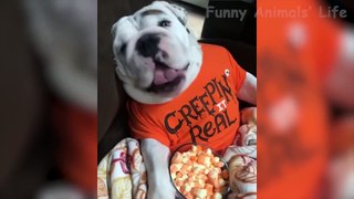  Funniest  Dogs and  Cats - Awesome Funny Pet Animals Life Videos 