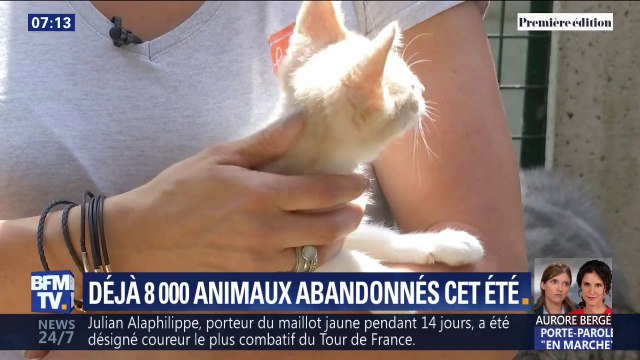 Déjà 8.000 animaux ont été abandonnés cet été