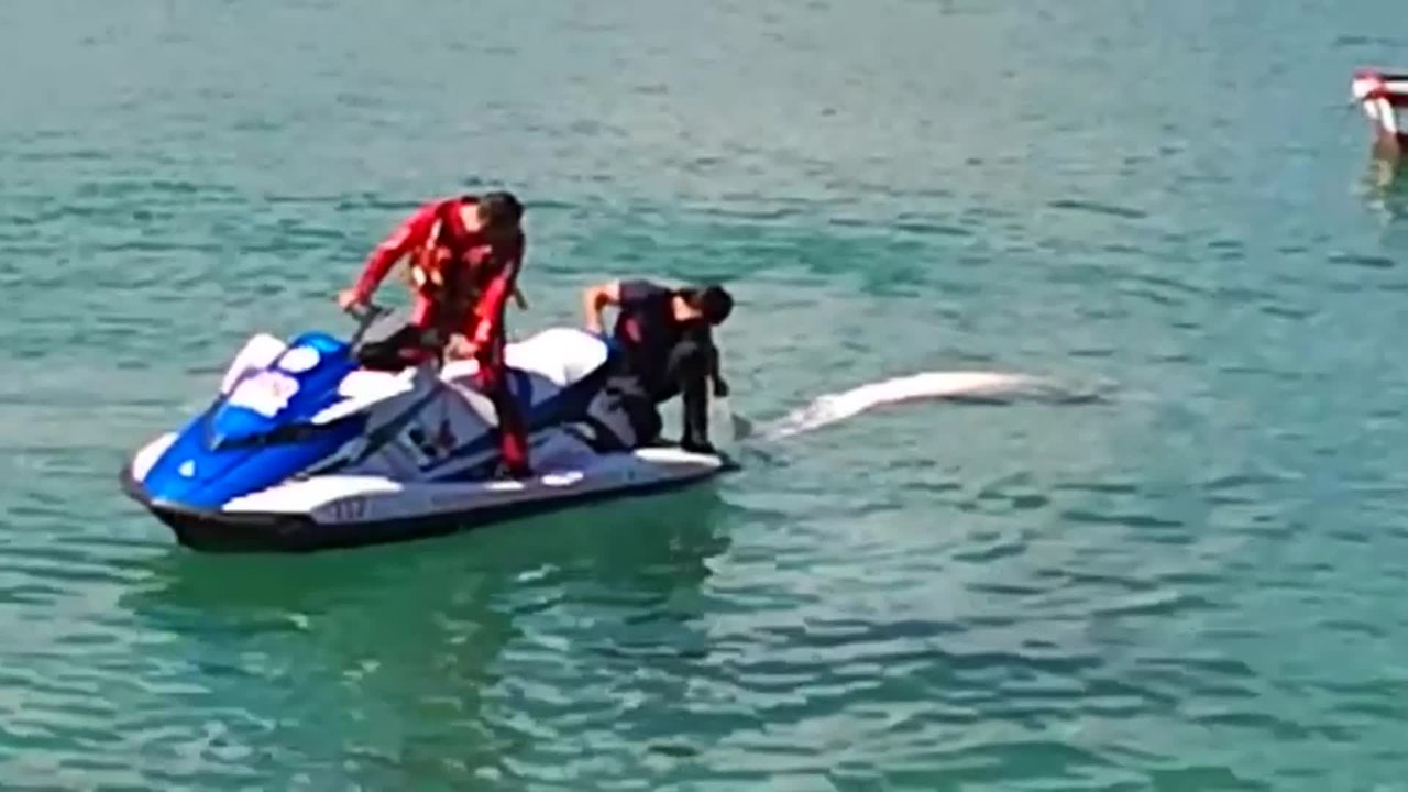 Aparece muerta una ballena en una playa de la localidad lucense de Cervo