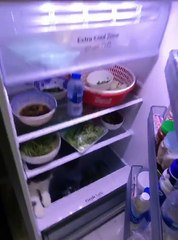 Kitty Keeps Cool in Refrigerator