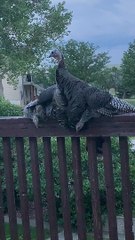 Protective Turkey Shields Chicks from Storm