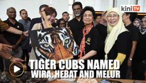 Dr Siti Hasmah names three tiger cubs