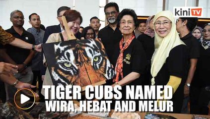 Dr Siti Hasmah names three tiger cubs