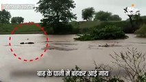 बाढ़ में बहकर आई गाय, बचाने के लिए उफनती नदी में कूद गए दो युवक