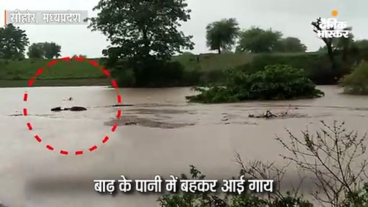 बाढ़ में बहकर आई गाय, बचाने के लिए उफनती नदी मे...
