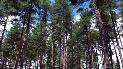 'Orman gönüllüsü' kırmızı karıncalarının ağır yükü - ESKİŞEHİR