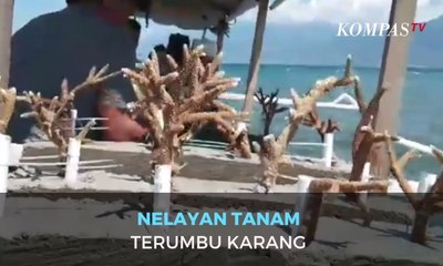 Perbaiki Ekosistem Laut, Nelayan Tanam Terumbu Karang
