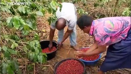 L'amaro costo del caffè: i produttori guadagnano una miseria ma noi non ce ne accorgiamo