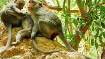 Reality monkey Sirika gives a birth on ground,Sirika's new born baby named Soriya part3#1858