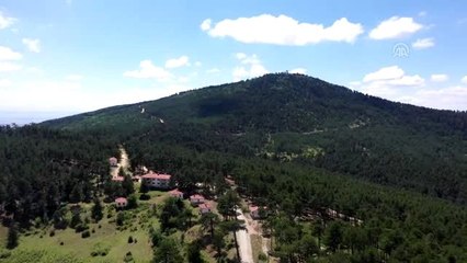 "Orman gönüllüsü" kırmızı karıncalarının ağır yükü