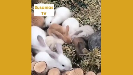 Best friends animal TV:These tiny fluffy bunnies are so precious!