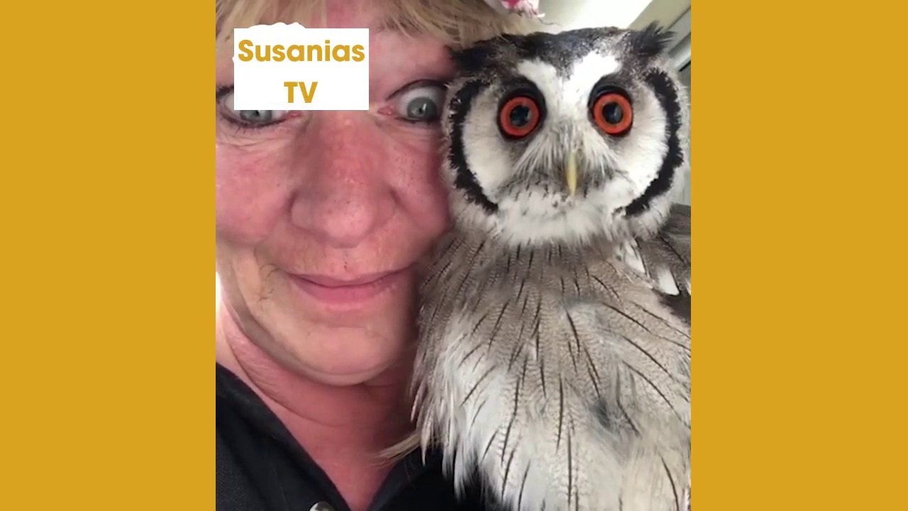 Best friends animal TV:This dog and owl really have a special bond!