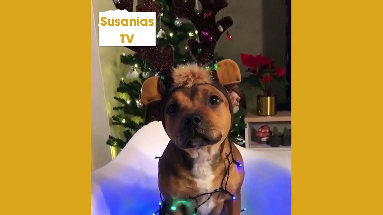 Best friends animal TV:Meet the cutest staff family!