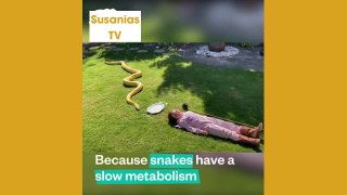 Best friends animal TV:This giant python and this 4 year old little girl are soulmates!