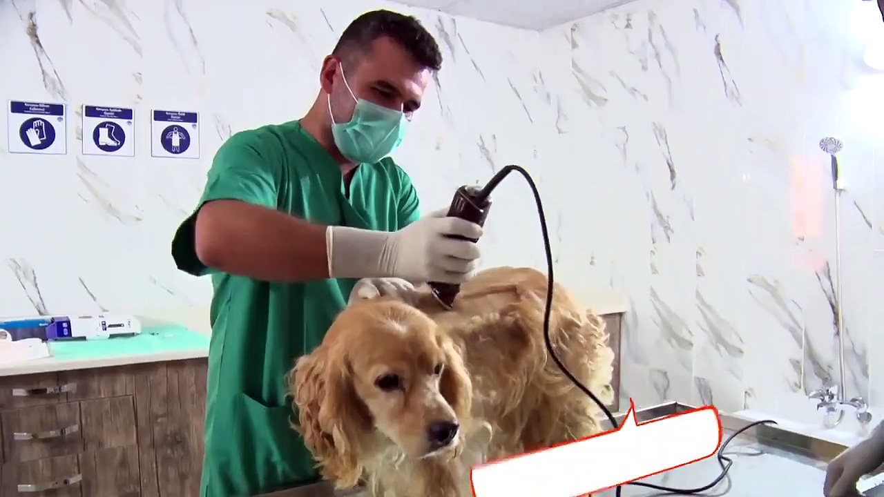 Mersin Büyükşehir Belediyesi�nden bir ilk Barınak pet kuaförü