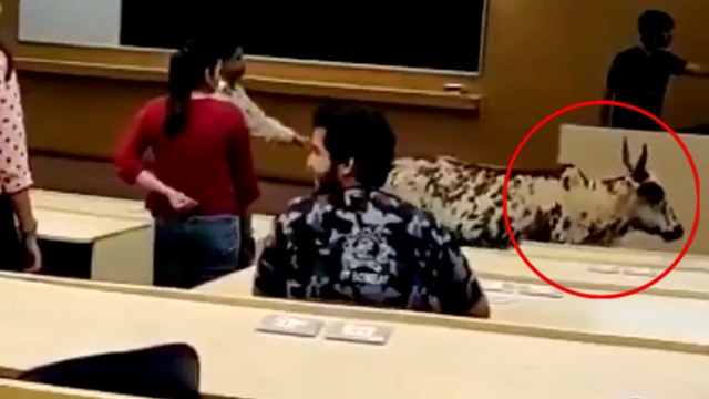 Bull enters IIT Bombay class, Video viral