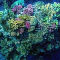 Les crèmes solaires en question 