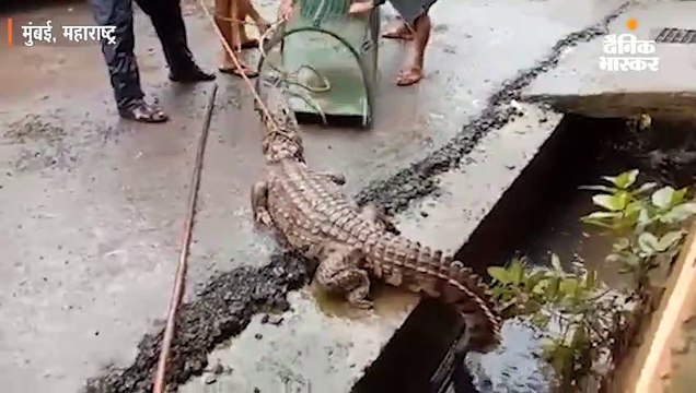 रिहायशी इलाके में पहुंचा मगरमच्छ