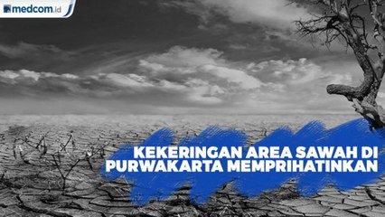 Kekeringan Areal Persawahan di Purwakarta Memprihatinkan