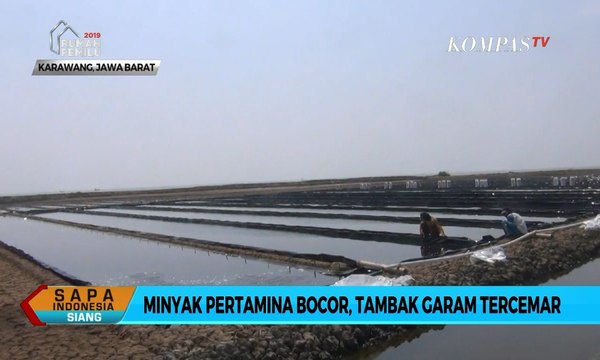 Setelah Tambak Ikan, Kini Tambak Garam Tercemar Minyak Pertamina