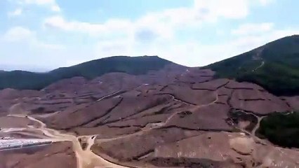 Kaz Dağları'nda kesilen ağaçların son görüntüsü