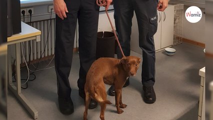 Le policier prend sa douche : tout à coup il sent quelque chose contre sa jambe !