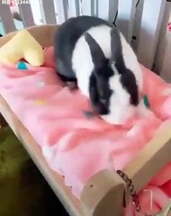 Admirez ce lapereau qui fait son lit avant de dormir !