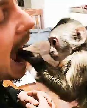 Lorsqu'un bébé singe se prend pour un dentiste. Très amusant !