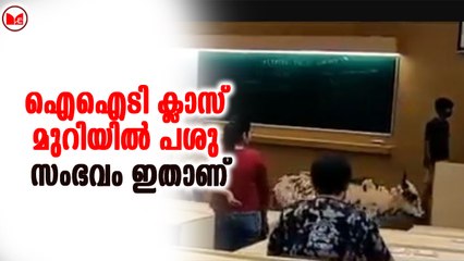 ഐഐടി ക്ലാസ് മുറിയിൽ പശു ....സംഭവം ഇതാണ്