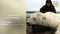 Pour interdire les vacances de chasse à l'ours polaire