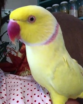 Ce perroquet parle quand on lui fait des bisous. Trop cute !