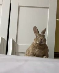 Les mouvements du nez de cette lapine sont trop drôles. A voir !