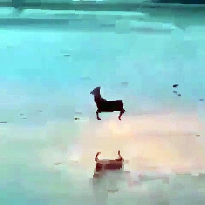 Cet Alpaga galope comme un poney au coucher du soleil. Adorable !