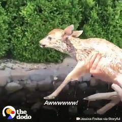 Ce moment où bébé cerf retrouve sa maman. Magnifique !